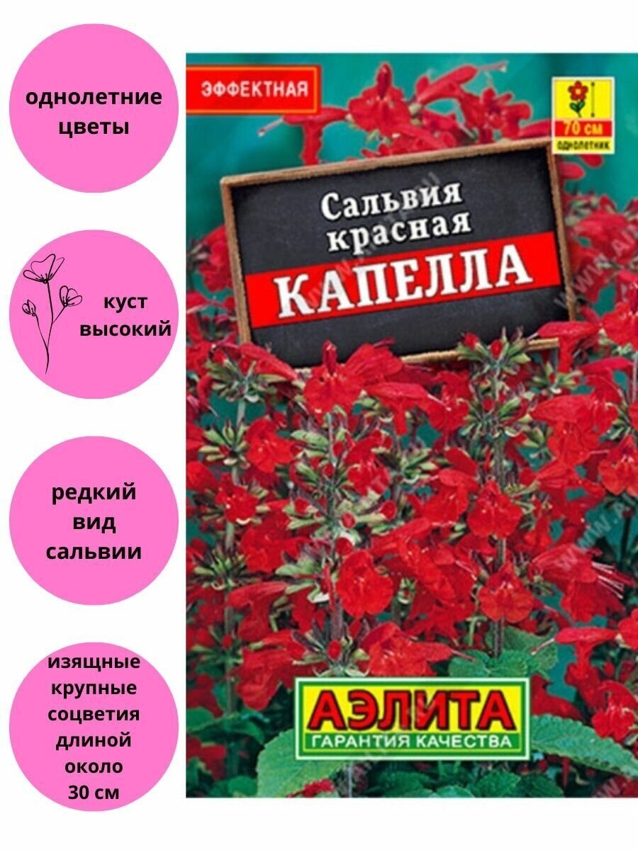 Сальвия красная Капелла